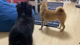 吃瓜黑柴作品,揭秘娱乐圈背后的秘密与真相