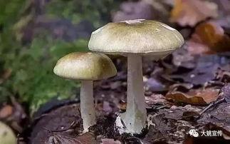 吃瓜曝光黑料155fun蘑菇,吃瓜曝光背后的真相与争议