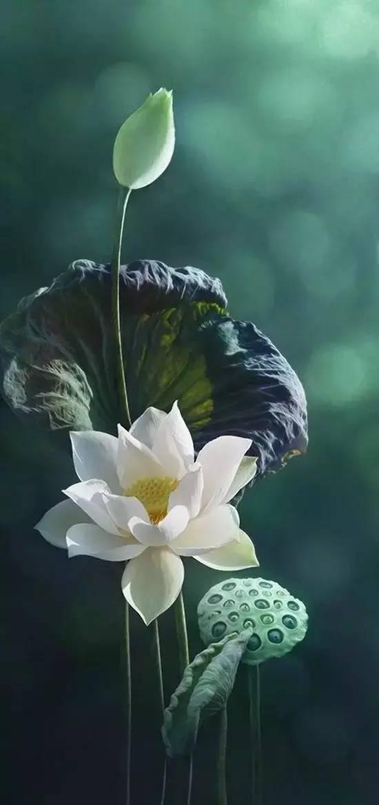 自由吃瓜基地 黑莲花,自由吃瓜基地的神秘传说