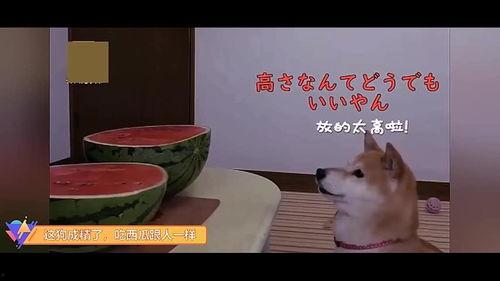 幻灭黑喂狗吃瓜,吃瓜群众揭秘娱乐圈真相