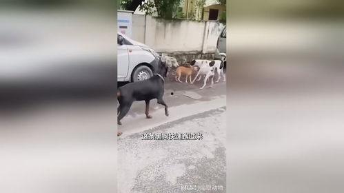 幻灭黑喂狗吃瓜,吃瓜群众揭秘娱乐圈真相