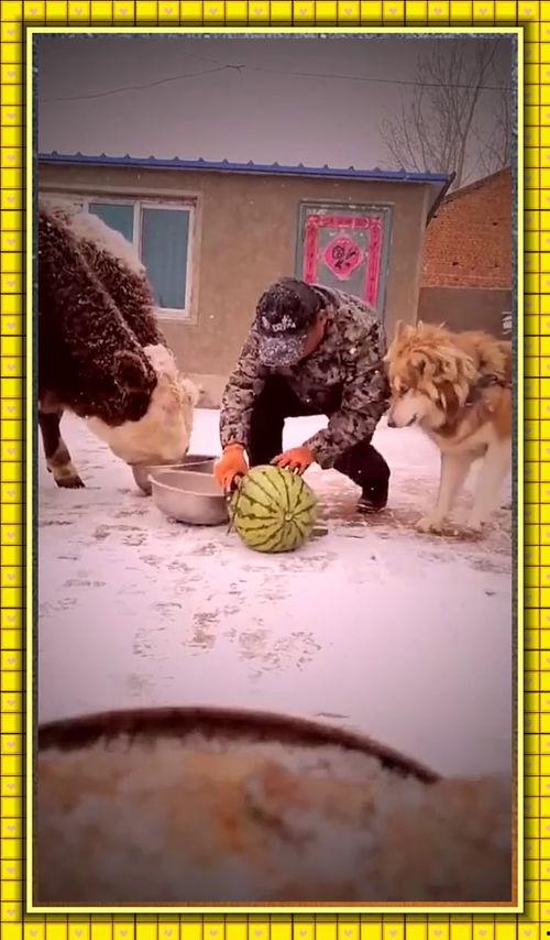 幻灭黑喂狗吃瓜,吃瓜群众揭秘娱乐圈真相